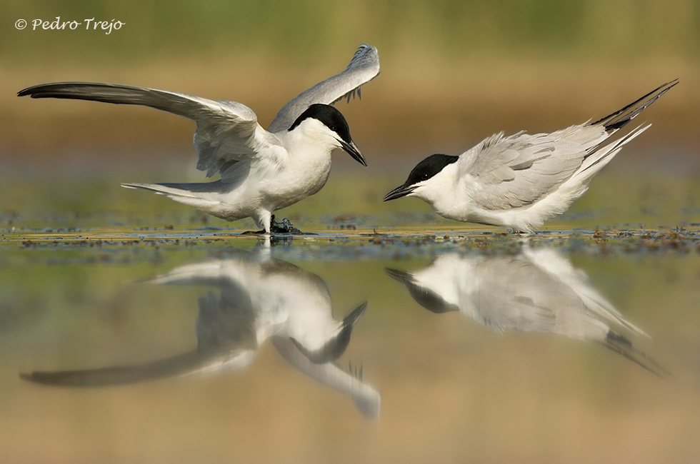 Chorlitejo patinegro (Charadrius alexandrinus)